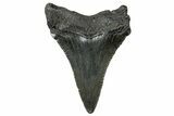 Serrated, Juvenile Megalodon Tooth - South Carolina #302159-1